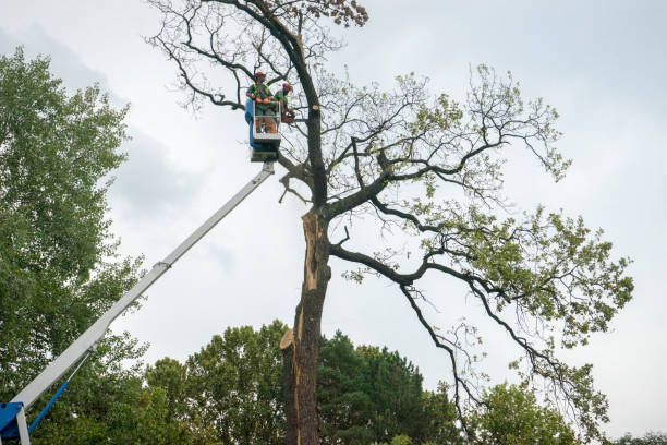 Snow Hill, NC Tree Services Company